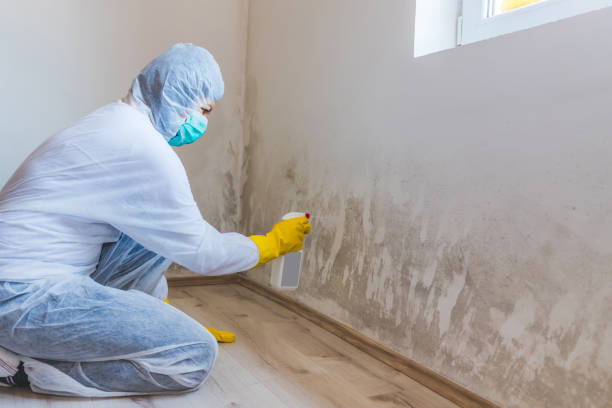 Licensed Mold Removal service in Bloxom, VA - WQB Mold Removal